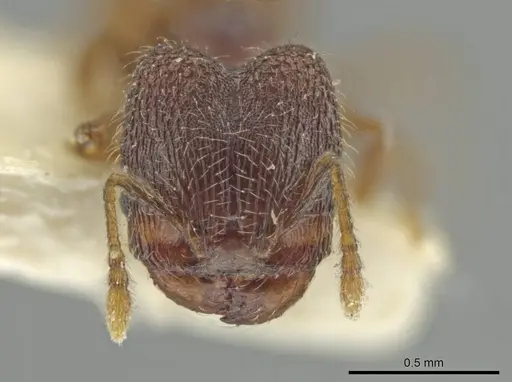 Pheidole harrisonfordi specimen CASENT0646281 image casent0646281_2
