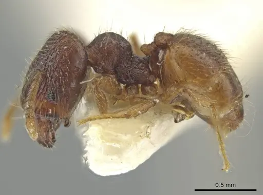Pheidole harrisonfordi specimen CASENT0646281 image casent0646281_3