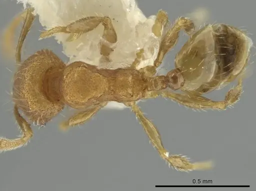 Pheidole harrisonfordi specimen CASENT0646282 image casent0646282_1