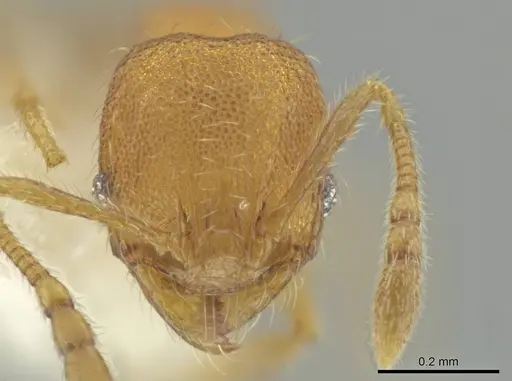 Pheidole harrisonfordi specimen CASENT0646282 image casent0646282_2
