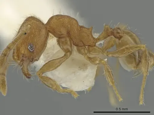 Pheidole harrisonfordi specimen CASENT0646282 image casent0646282_3
