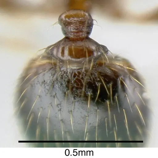 Pheidole harrisonfordi specimen INB0003692955 image inb0003692955_1