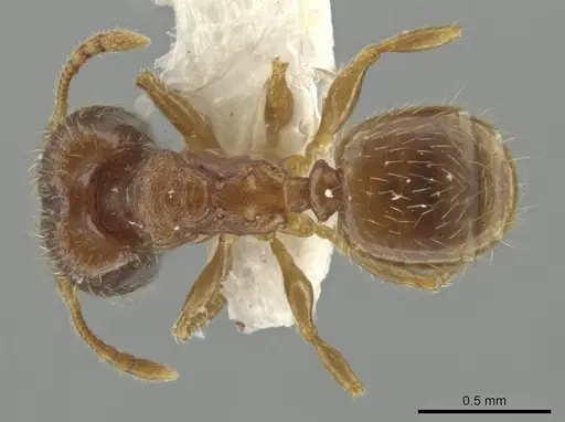Pheidole harrisonfordi specimen JTLC000016399 image jtlc000016399_1