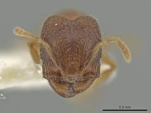 Pheidole harrisonfordi specimen JTLC000016399 image jtlc000016399_2