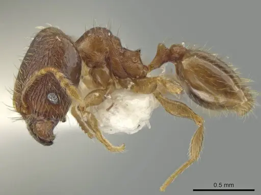 Pheidole harrisonfordi specimen JTLC000016399 image jtlc000016399_3