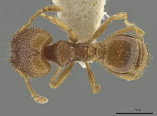 Pheidole harrisonfordi specimen JTLC000016499 image jtlc000016499_1