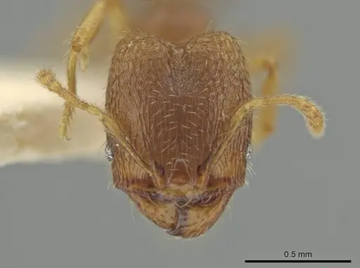 Pheidole harrisonfordi specimen JTLC000016499 image jtlc000016499_2