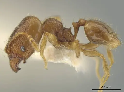 Pheidole harrisonfordi specimen JTLC000016499 image jtlc000016499_3