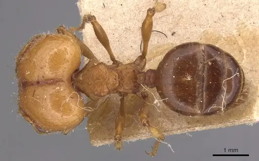 Pheidole hartmeyeri specimen CASENT0904304 image casent0904304_1
