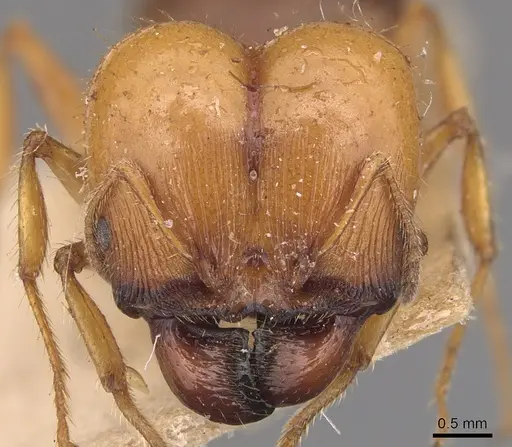 Pheidole hartmeyeri specimen CASENT0904304 image casent0904304_2