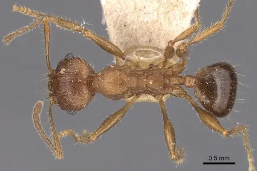 Pheidole hartmeyeri specimen CASENT0904305 image casent0904305_1