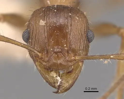 Pheidole hartmeyeri specimen CASENT0904305 image casent0904305_2