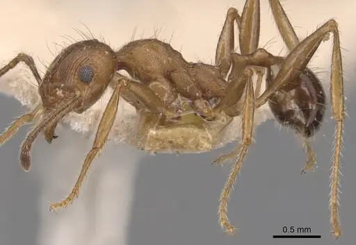 Pheidole hartmeyeri specimen CASENT0904305 image casent0904305_3