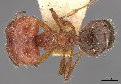 Pheidole hartmeyeri specimen CASENT0908041 image casent0908041_1