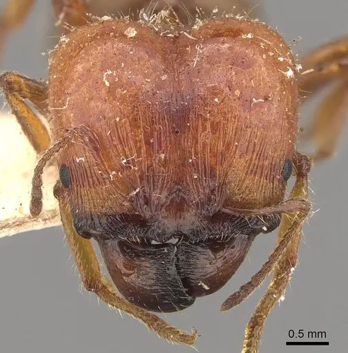 Pheidole hartmeyeri specimen CASENT0908041 image casent0908041_2