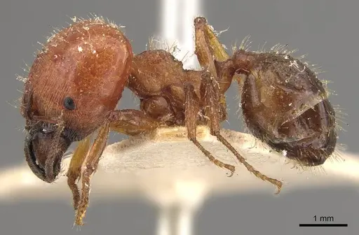 Pheidole hartmeyeri specimen CASENT0908041 image casent0908041_3