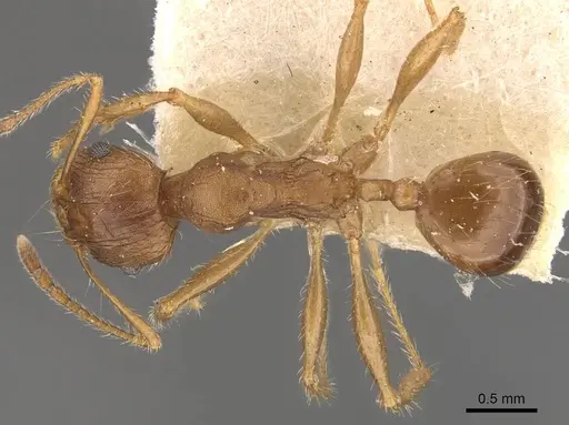 Pheidole hartmeyeri specimen CASENT0908042 image casent0908042_1