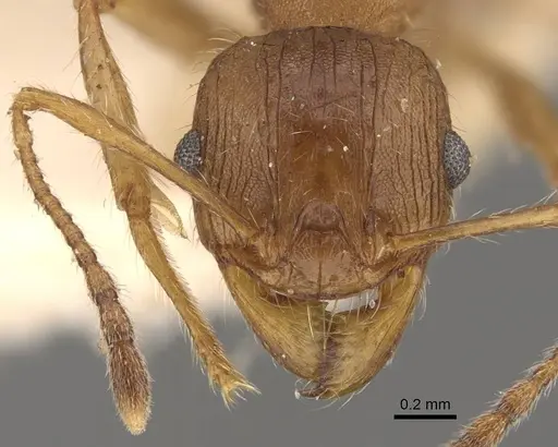 Pheidole hartmeyeri specimen CASENT0908042 image casent0908042_2