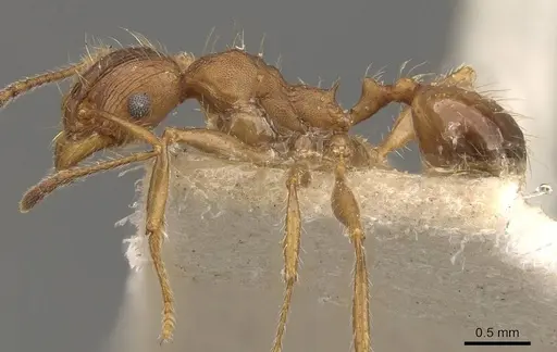 Pheidole hartmeyeri specimen CASENT0908042 image casent0908042_3
