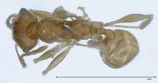 Pheidole hartmeyeri specimen FOCOL0030 image focol0030_1