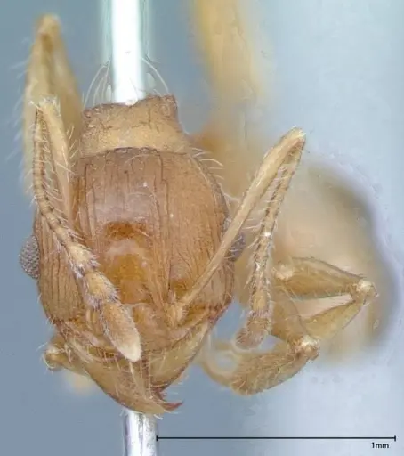 Pheidole hartmeyeri specimen FOCOL0030 image focol0030_2