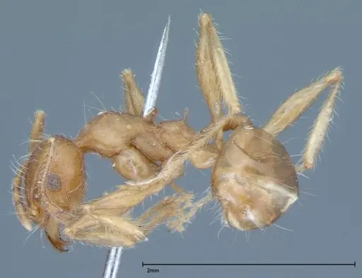 Pheidole hartmeyeri specimen FOCOL0030 image focol0030_3