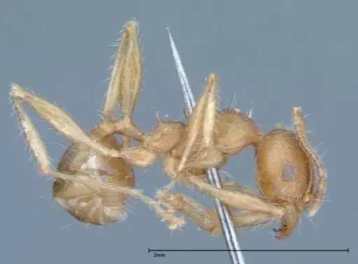 Pheidole hartmeyeri specimen FOCOL0030 image focol0030_4