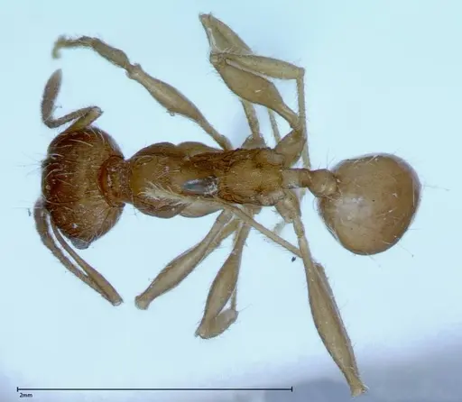 Pheidole hartmeyeri specimen FOCOL0031 image focol0031_1
