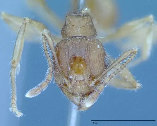 Pheidole hartmeyeri specimen FOCOL0031 image focol0031_2