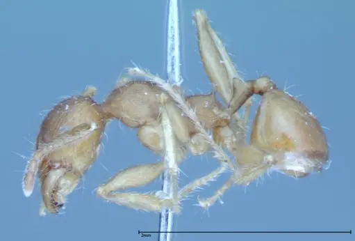 Pheidole hartmeyeri specimen FOCOL0031 image focol0031_3
