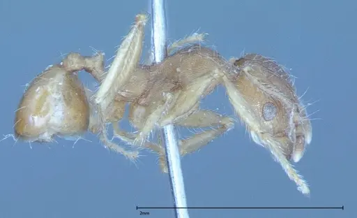 Pheidole hartmeyeri specimen FOCOL0031 image focol0031_4