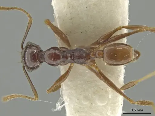Pheidole haskinsorum specimen CASENT0645795 image casent0645795_1