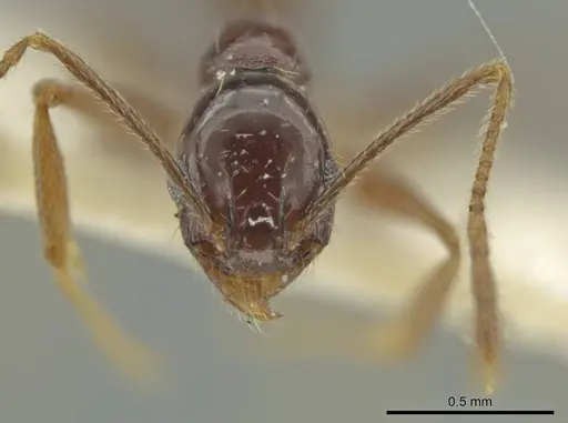 Pheidole haskinsorum specimen CASENT0645795 image casent0645795_2