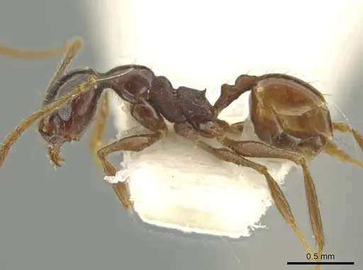 Pheidole haskinsorum specimen CASENT0645795 image casent0645795_3