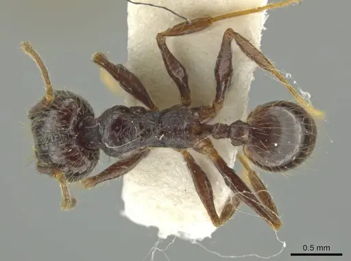 Pheidole haskinsorum specimen JTLC000016400 image jtlc000016400_1