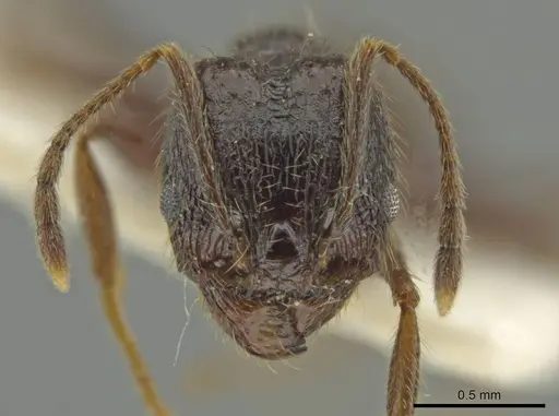 Pheidole haskinsorum specimen JTLC000016400 image jtlc000016400_2