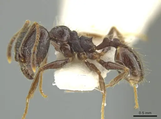 Pheidole haskinsorum specimen JTLC000016400 image jtlc000016400_3