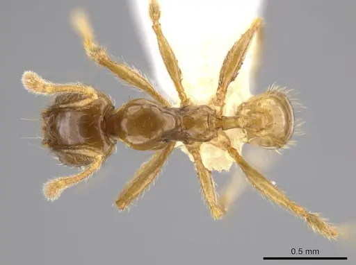 Pheidole hasticeps specimen CASENT0609377 image casent0609377_1