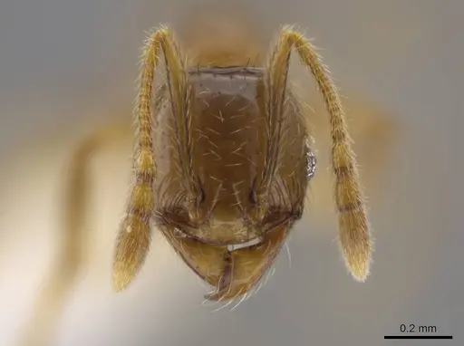 Pheidole hasticeps specimen CASENT0609377 image casent0609377_2