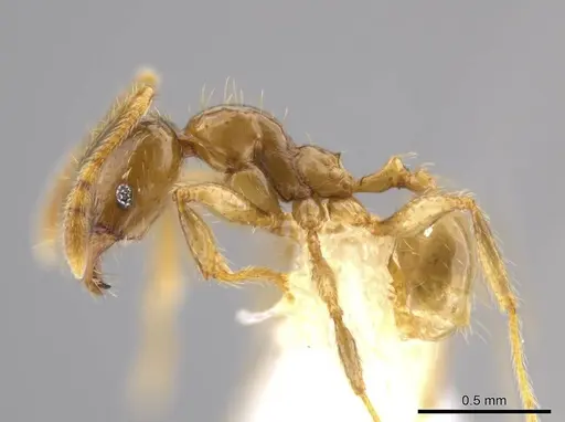 Pheidole hasticeps specimen CASENT0609377 image casent0609377_3