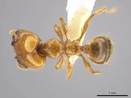 Pheidole hasticeps specimen CASENT0609378 image casent0609378_1