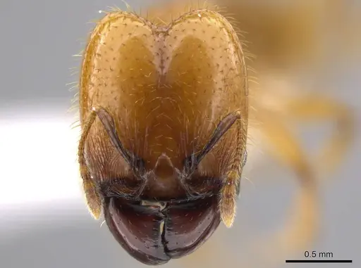 Pheidole hasticeps specimen CASENT0609378 image casent0609378_2