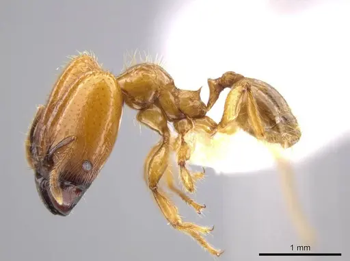 Pheidole hasticeps specimen CASENT0609378 image casent0609378_3