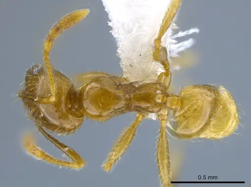 Pheidole hasticeps specimen CASENT0611967 image casent0611967_1