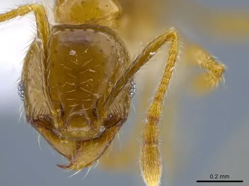 Pheidole hasticeps specimen CASENT0611967 image casent0611967_2