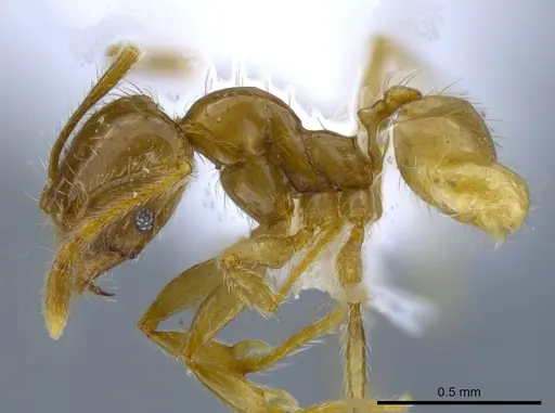 Pheidole hasticeps specimen CASENT0611967 image casent0611967_3