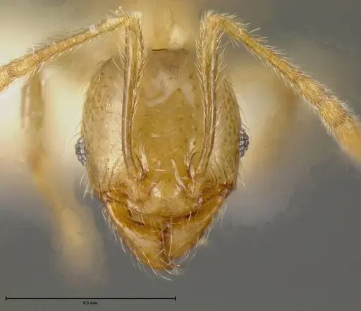 Pheidole hasticeps specimen CASENT0635471 image casent0635471_1