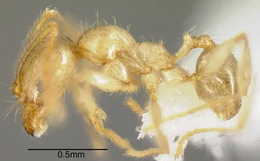 Pheidole hasticeps specimen CASENT0635471 image casent0635471_2