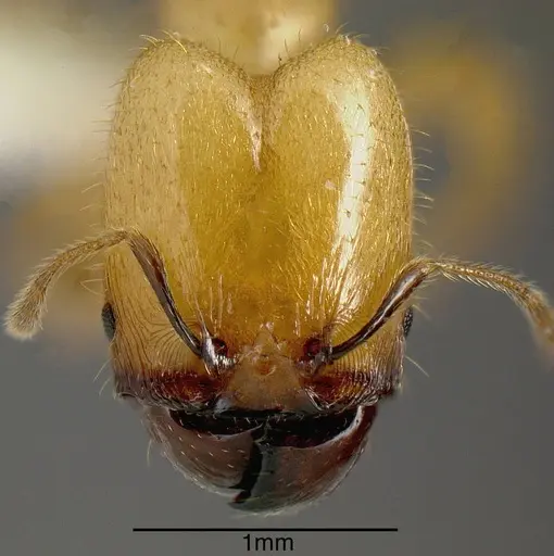 Pheidole hasticeps specimen JTLC000005311 image jtlc000005311_1