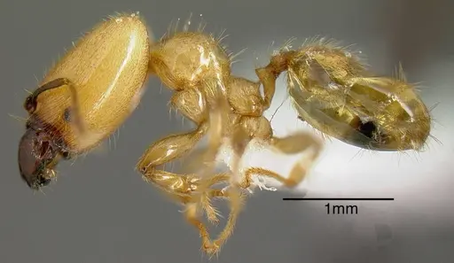 Pheidole hasticeps specimen JTLC000005311 image jtlc000005311_2